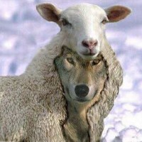 mouton-loup