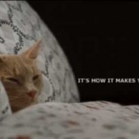 chat ikea signature endormi